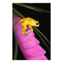 Le Costa Rica. Plan rapproché de grenouille de dar Art Photographique