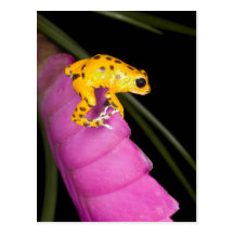 Le Costa Rica. Plan rapproché de grenouille de dar Cartes Postales