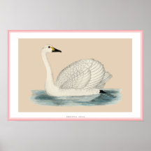 LE CYGNE DE BEWICK POSTERS