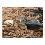 le feu et faune carte postale