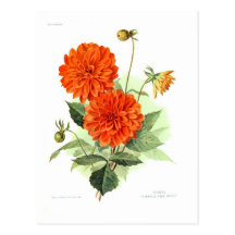 Le feu orange King de dahlia ' Carte Postale
