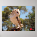 Le hibou de Harry Poster
