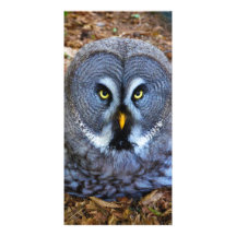 Le hibou de Nebulosa Laponie de Strix de hibou de  Cartes De Vœux Avec Photo