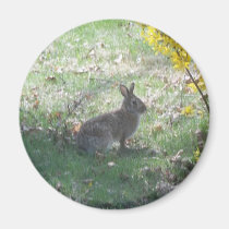 Le lapin heureux magnets