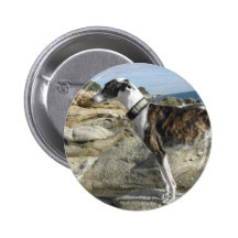 Le lévrier photographie autour du bouton badges
