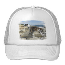 Le lévrier photographie le casquette de baseball