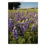 Le lupin pourpre fleurit la carte