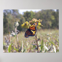 Le monarque du parc de prairie posters