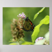 Le papillon traite l'affiche 20 x 16