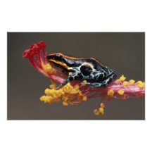 Le Pérou, forêt tropicale péruvienne. Grenouille d Art Photographique