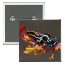 Le Pérou, forêt tropicale péruvienne. Grenouille d Badges Avec Agrafe