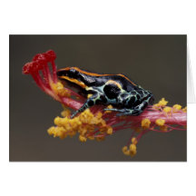 Le Pérou, forêt tropicale péruvienne. Grenouille d Carte