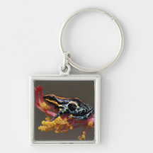Le Pérou, forêt tropicale péruvienne. Grenouille d Porte-clé