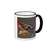 Le Pérou, forêt tropicale péruvienne. Grenouille d Tasses