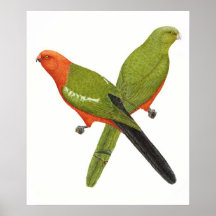 Le Roi Parrot Pair Poster