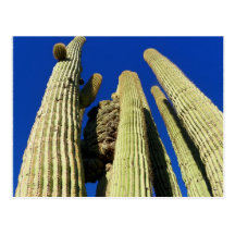 Le Saguaro crêté le plus grand Carte Postale