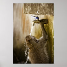 le singe boit l'ubud Bali Indonésie de l'eau Affiche