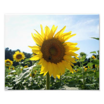 Le tournesol a éclaté l'épreuve photographique 10 