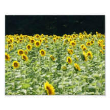 Le tournesol met en place l'épreuve photographique