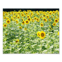 Le tournesol met en place pour toujours l'épreuve 