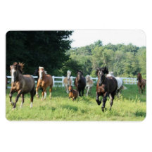 Le troupeau et le Herdmaster Magnets Rectangulaire