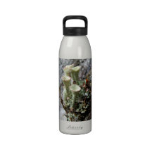 L'eau Botle de lichens Bouteilles D'eau Réutilisables