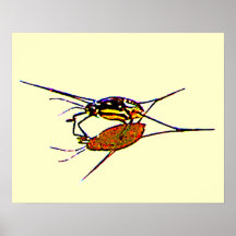 L'eau Strider Affiches