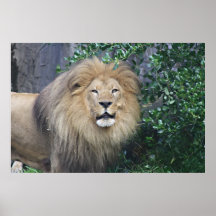 Leeuw Posters