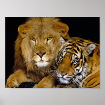 Leeuw & Tijger Poster