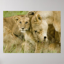 Leeuwen Poster