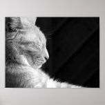 Légende du noir et du blanc de Sphynx Posters