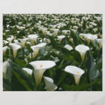 Lelies die bij Calla de Aanplanting van de Lelie,  Fullcolor Folder