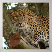LeopardCheetaro005 Affiche