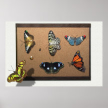 Lépidoptériste - ma collection de papillon affiches
