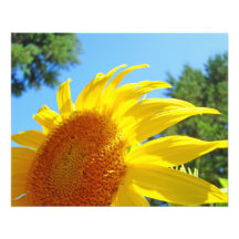 Les beaux-arts de photographie de tournesol imprim