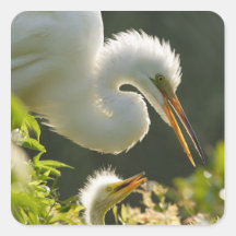 Les Etats-Unis, la Floride, St Augustine, ferme d' Sticker Carré