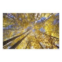 Les Etats-Unis, nord-ouest Pacifique. Arbres d'Asp Photographie D’art