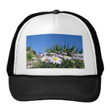 Les marguerites se lèvent haut casquette