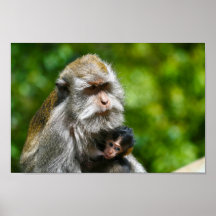 les singes de Bali Indonésie d'ubud allaitent au s Posters