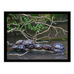 Les tortues empilent carte postale