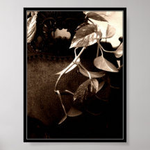 les vignes posters