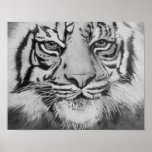 Les yeux du tigre posters