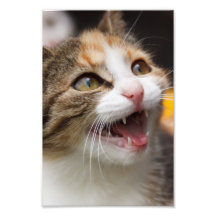 Leuk Katje Fotoprints