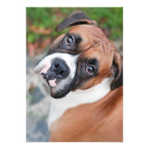 Leuke bokserhond persoonlijke uitnodiging