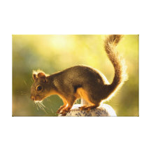 Leuke Eekhoorn op een Koekjestrommel Stretched Canvas Print