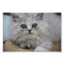 Leuke Kat Pepe Fotoafdrukken