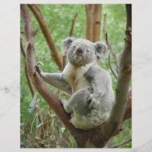 Leuke Koala Folder Ontwerp