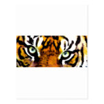 L'EYE'S_ DU TIGRE CARTES POSTALES