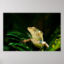 Lézard commun de jardin posters