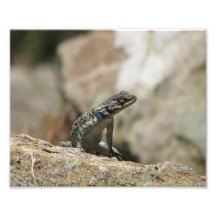 Lézard de désert photographe